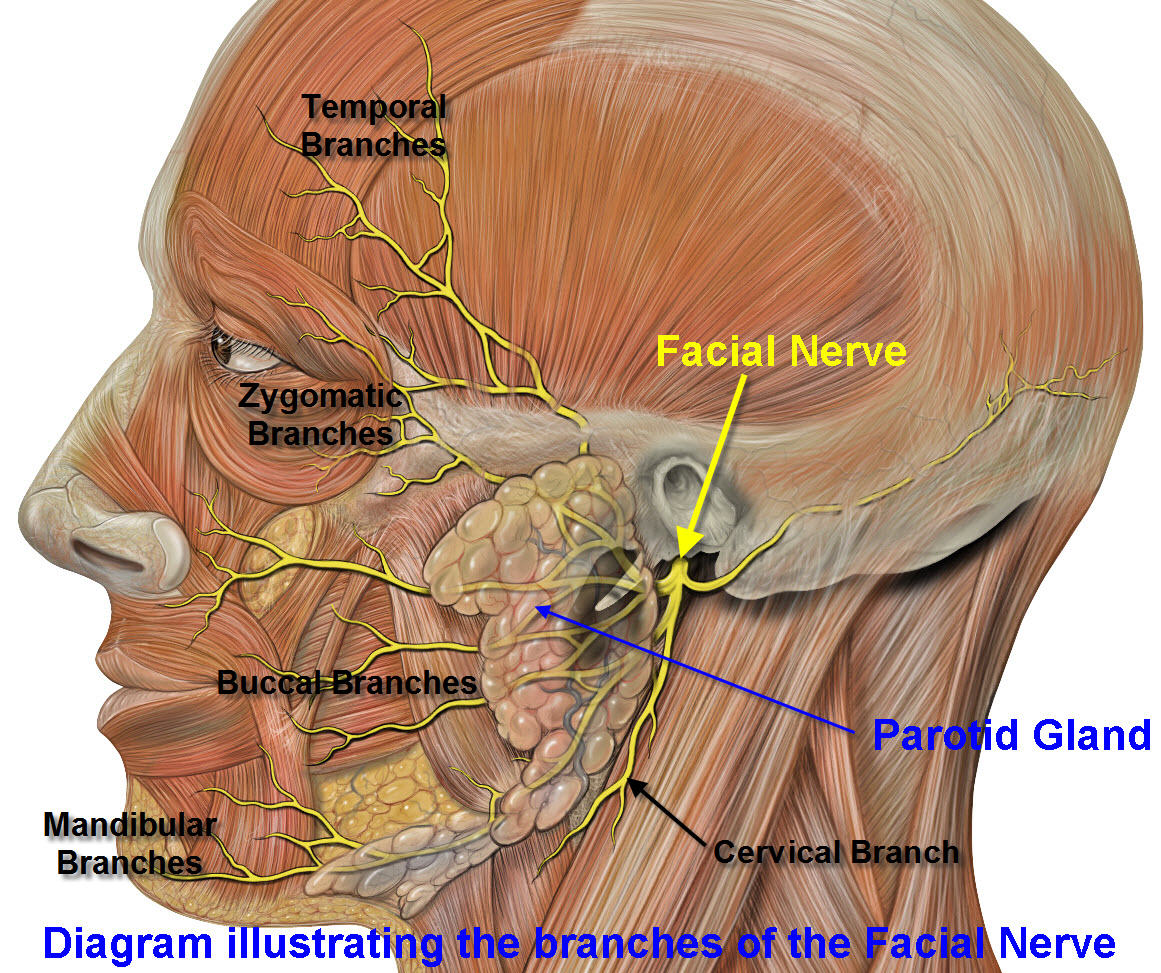 Submandibular Gland Removal16